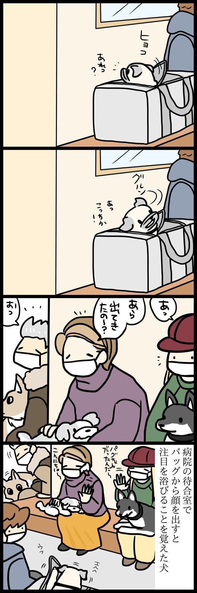 【連載】パグ犬・めー