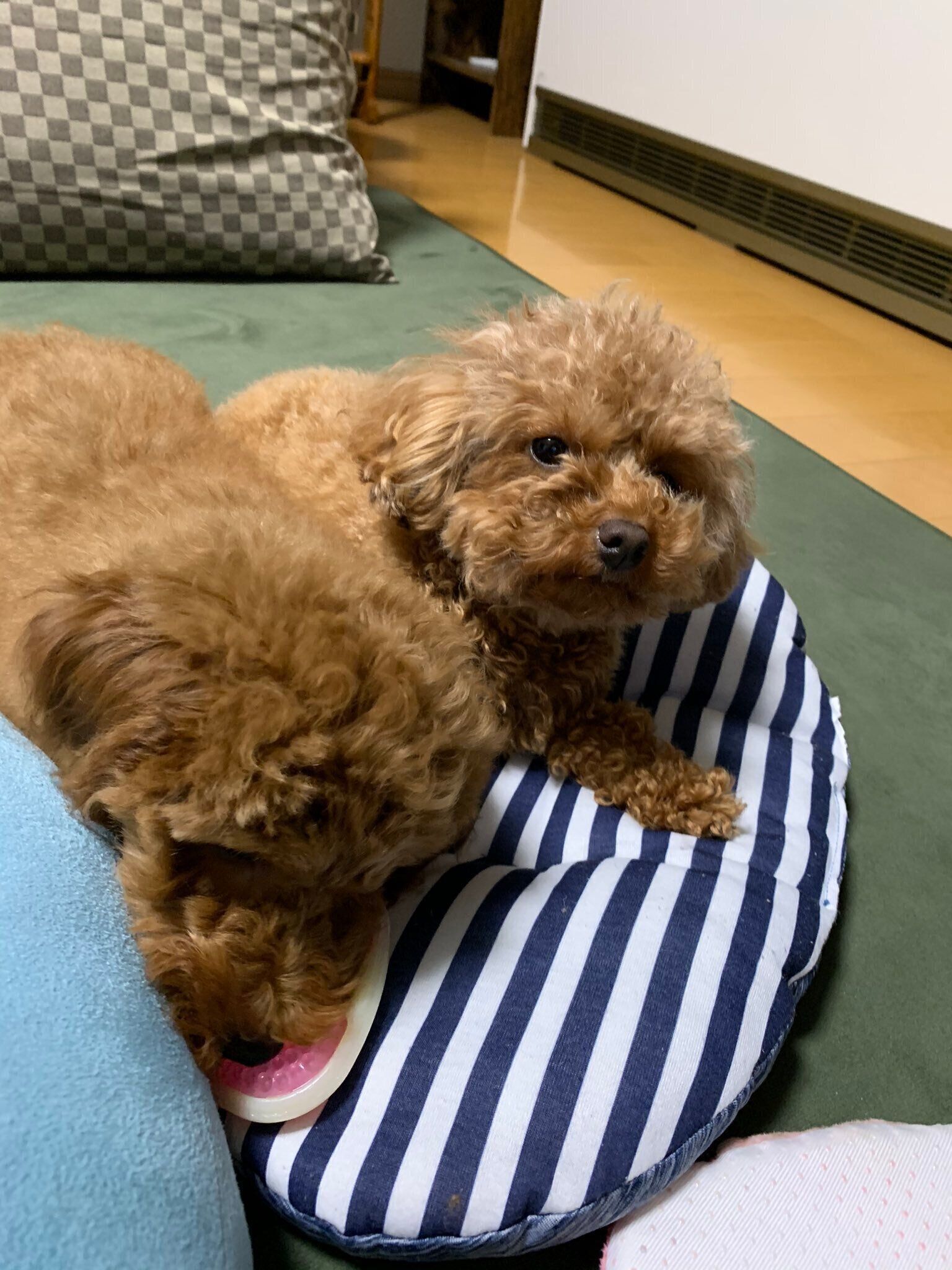 妹犬にカミカミを取られてしまった犬