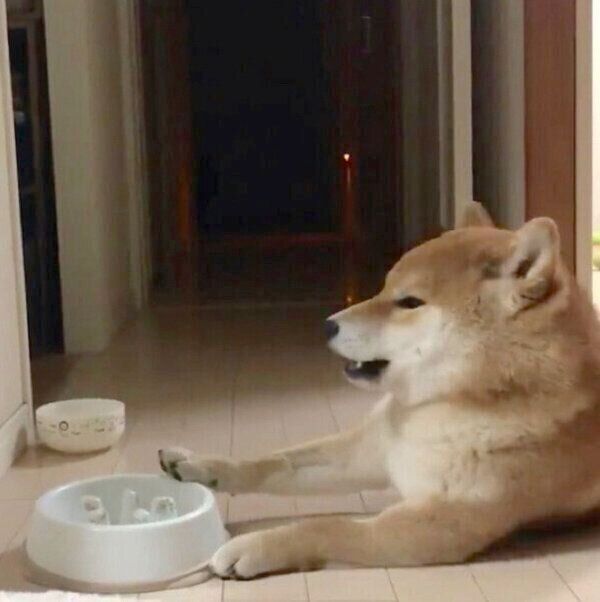 ごはんを早食いして後悔するこむぎくん
