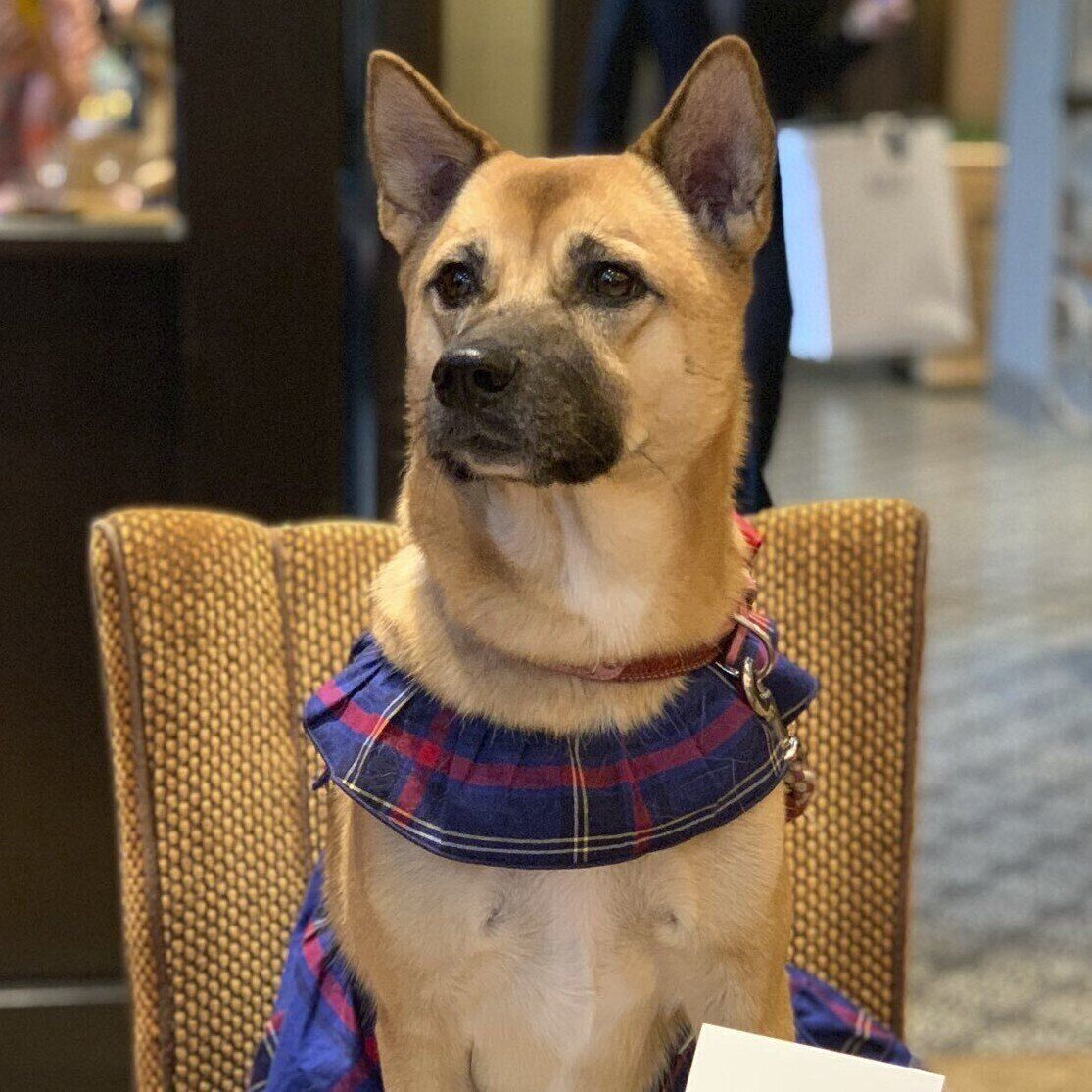 飼い主さんご家族の結婚式に出席したこなつちゃんの様子