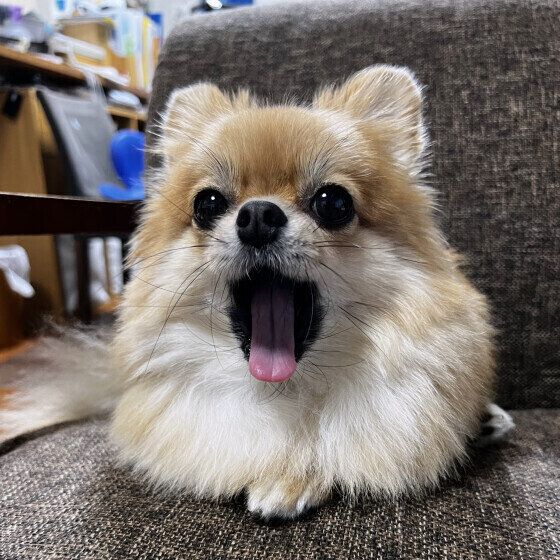 口を開けるポメラニアン