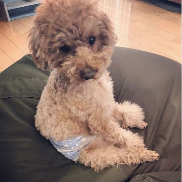 トイ・プードル