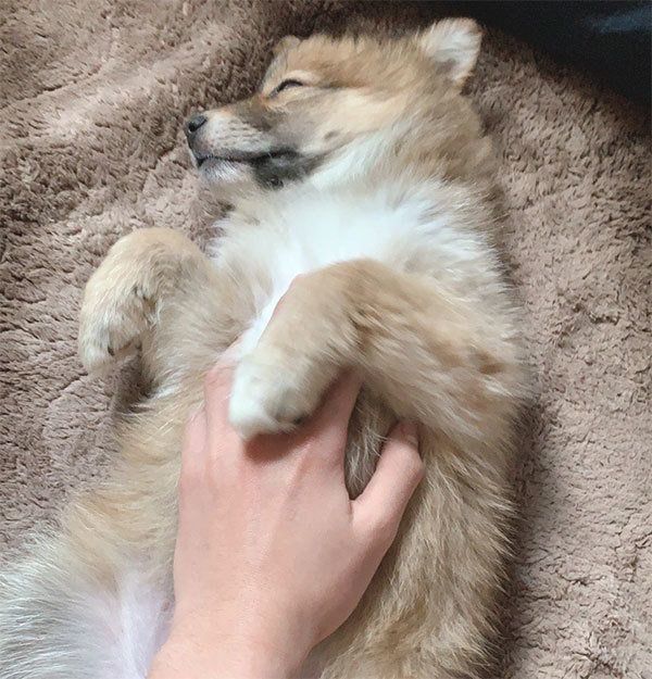 ヘソ天で眠るラテちゃん