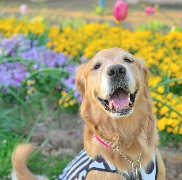 笑顔のきなこちゃん