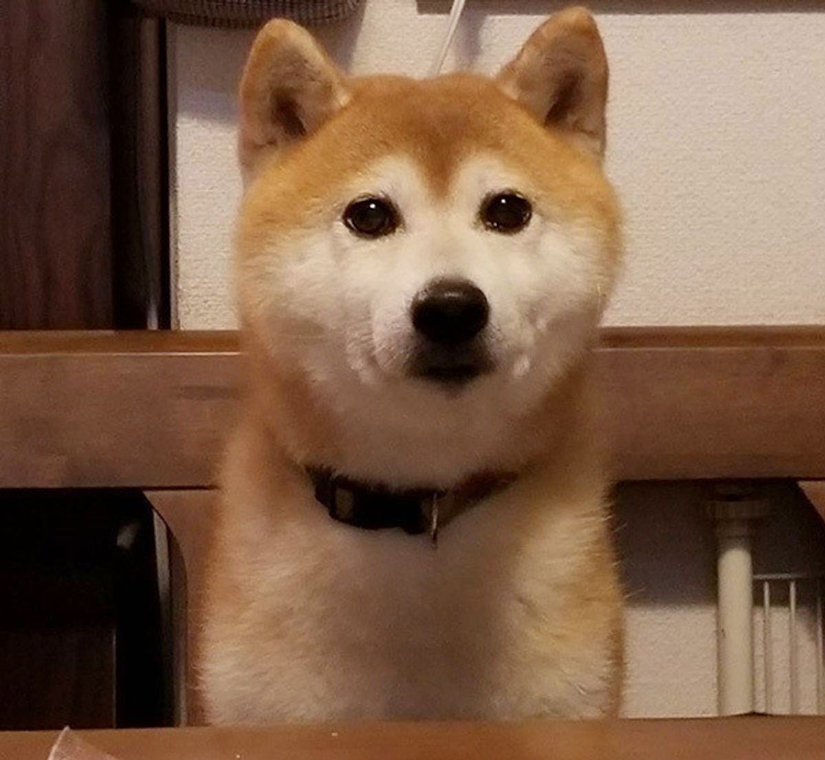 犬が見せる 人間っぽい行動 あるある 最近の犬の驚きの実態 いぬのきもちweb Magazine 犬が見せる 人間っぽい行動 あるある 最近の犬の驚きの実態 いぬのきもちweb Magazine