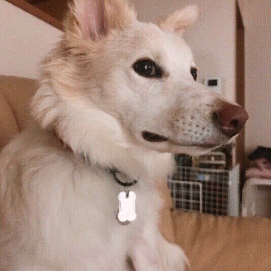 彩夢  Ｍｉｘ（雑種）中型犬