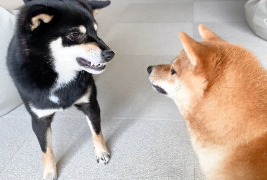 ワンプロ開始！