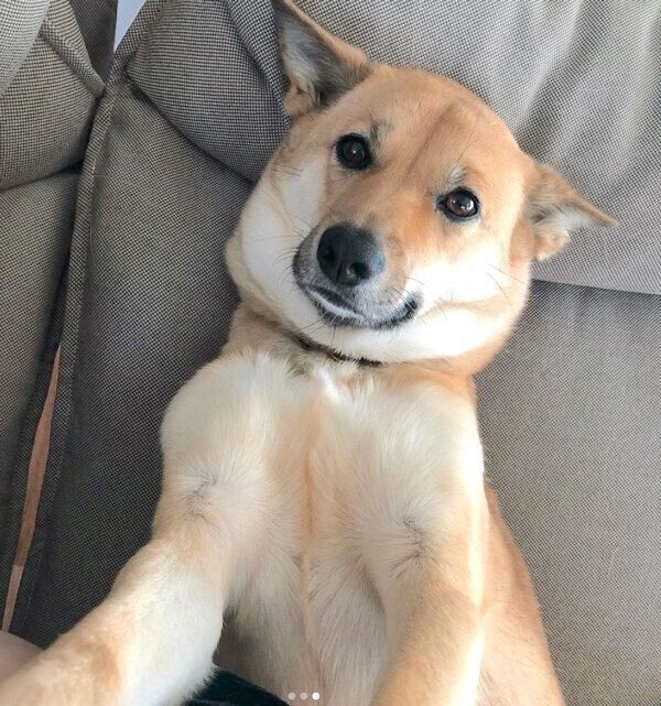 見つめるあずきちゃん