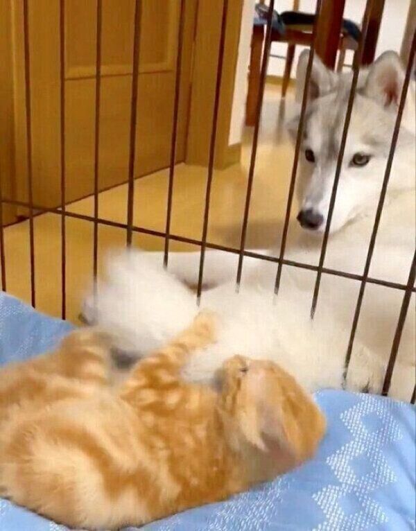 ユキちゃんのしっぽで遊ぶレンちゃん