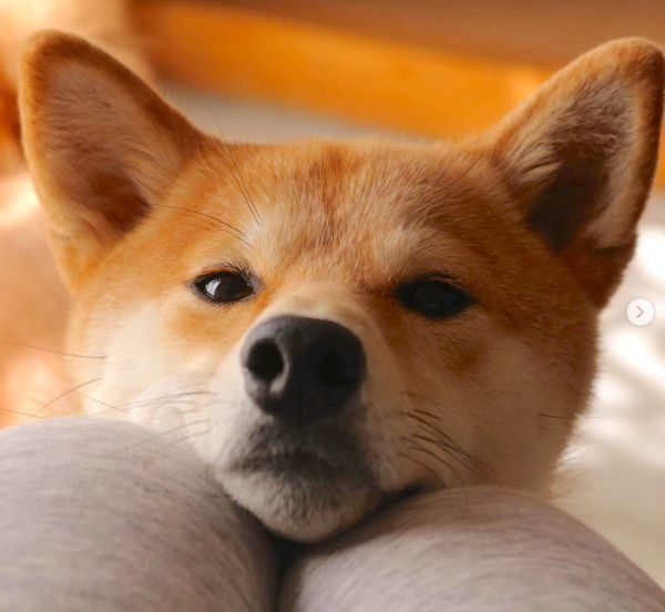 柴犬のぷんちゃん