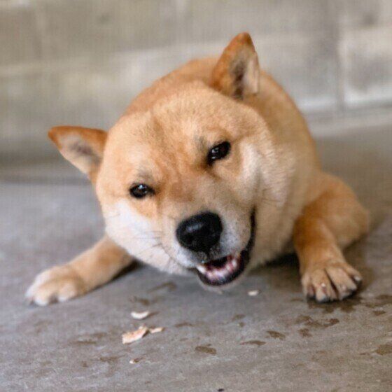 北海道犬のるぅくん