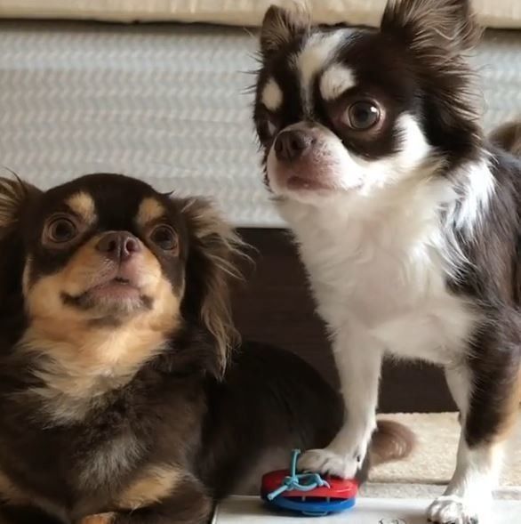 チワワとカスタネット