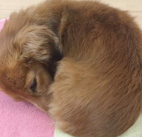 眠るミニチュア・ダックスフンド