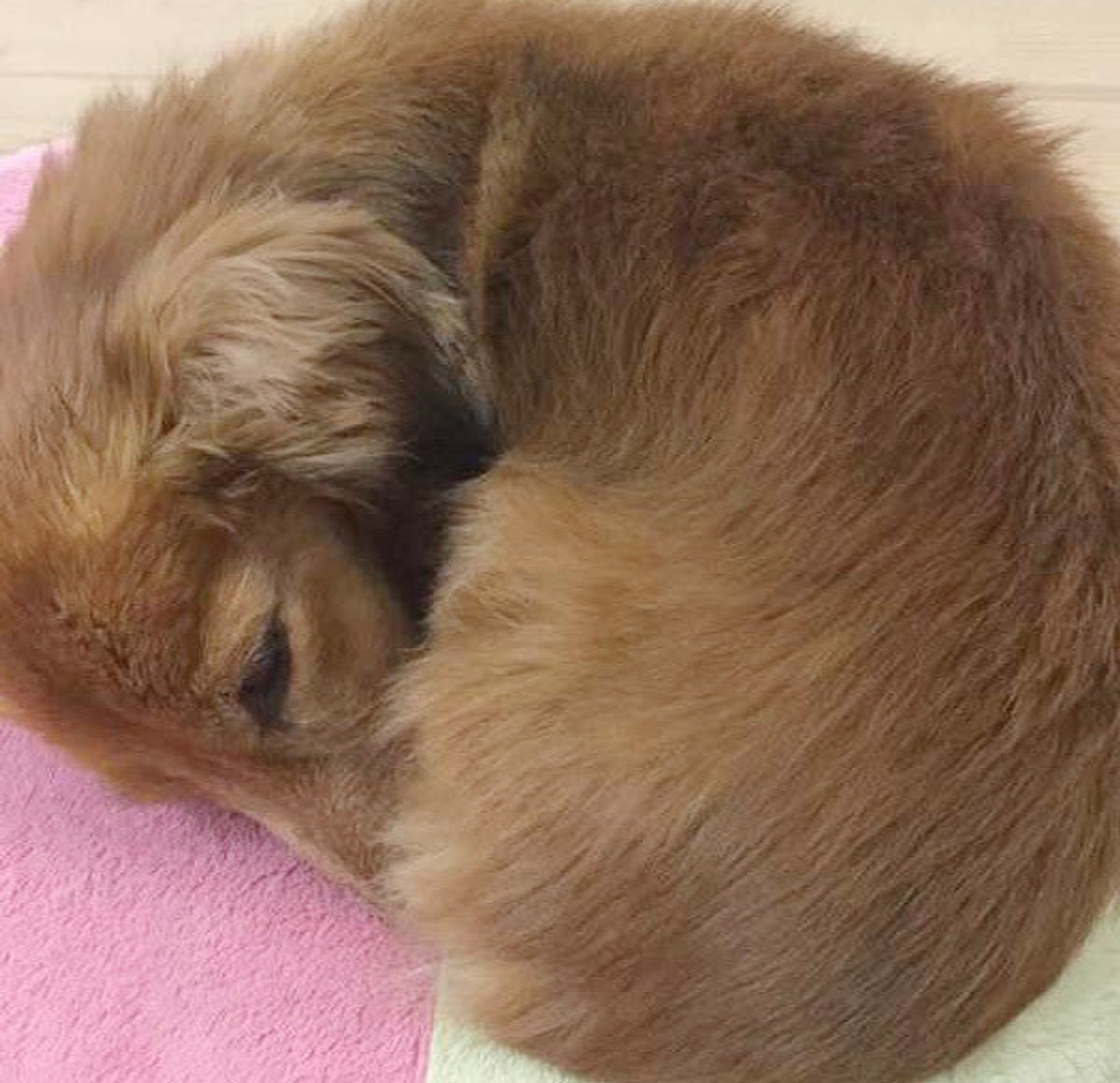 愛犬が自分のしっぽを追ってクルクル 放置するのが心配なワケって いぬのきもちweb Magazine 愛犬が自分のしっぽを追ってクルクル 放置するのが心配なワケって いぬのきもちweb Magazine