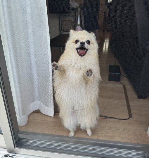 別の日、窓に前足をついて立ち上がるゆきとくん