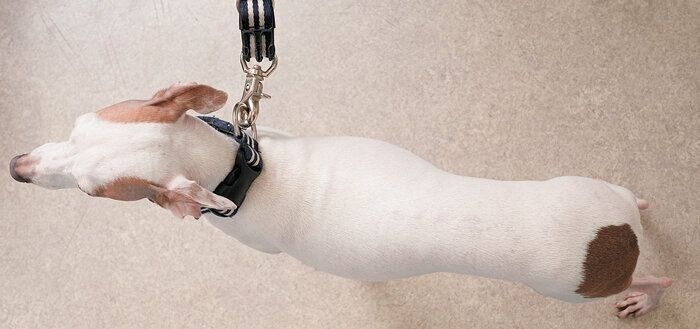 犬の歩き方の見方