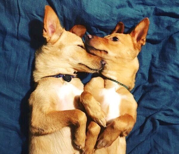 寄り添うむぎちゃんとおこめちゃん