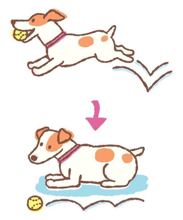 朝 愛犬がいつまでも寝ている のは年だからじゃない じつは病気かもしれないシニア犬のしぐさ行動4選 いぬのきもちweb Magazine