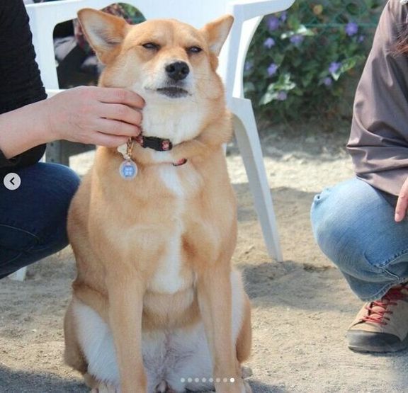 ドッグランでまったりする柚ちゃん