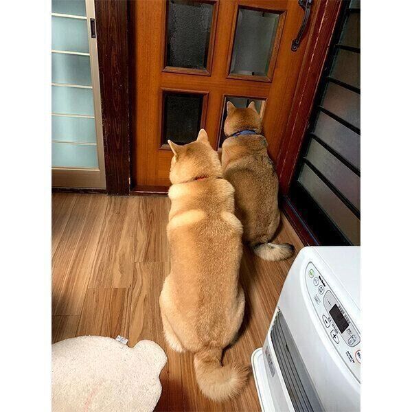 順番待ちをするココちゃん、チョコくん