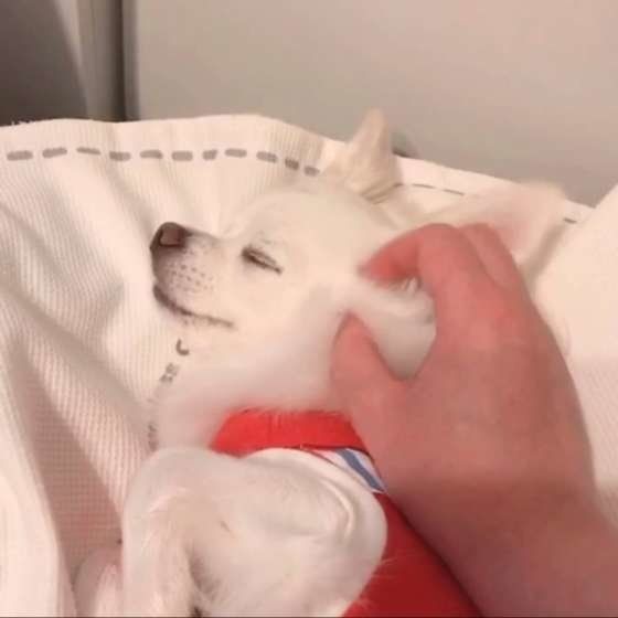 なでられているチワワ