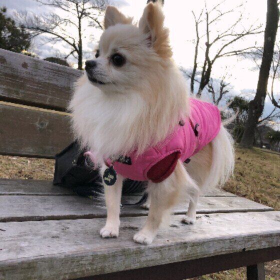 みんなを待っているもこちゃん