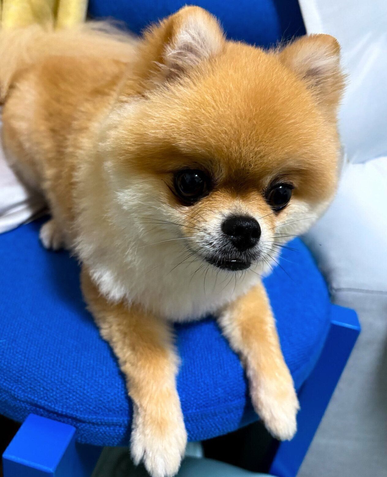 散歩待ち中のpotatoちゃん