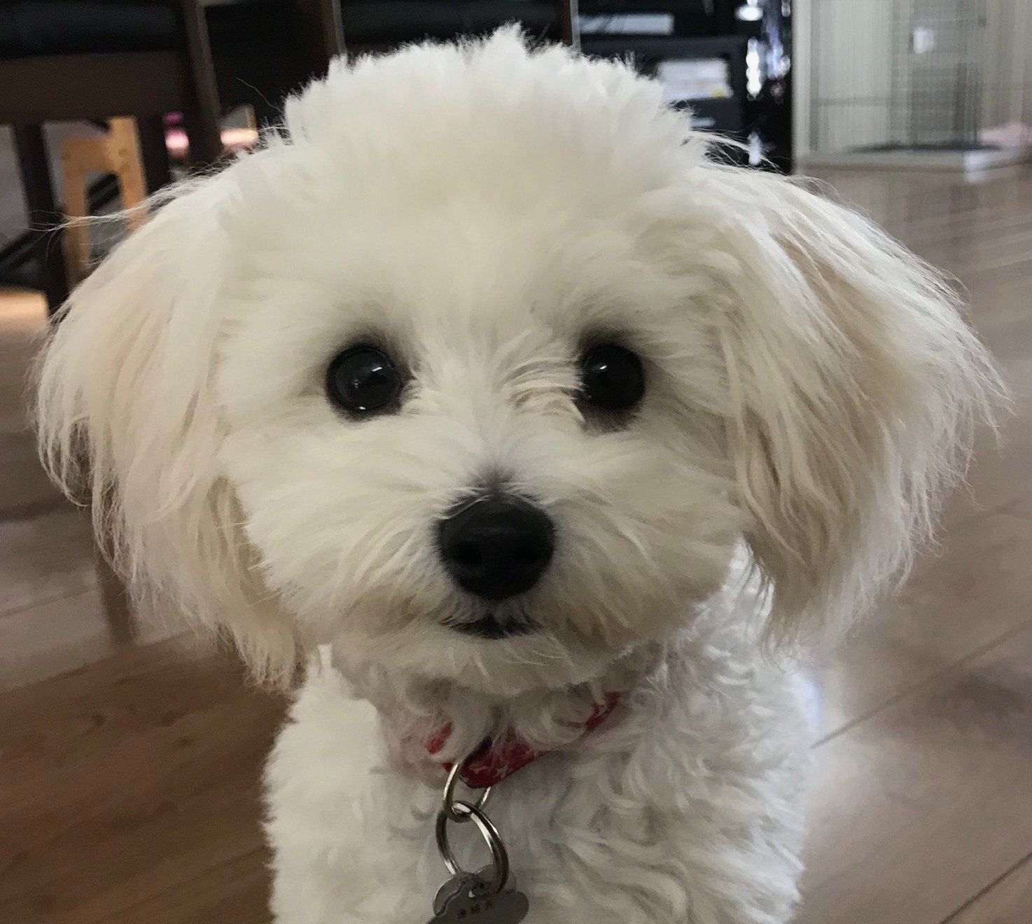 モカちゃん（メス・1才／MIX）「散歩に行けない日は室内で運動させていますが、いつも滑って心配だったのでコーティング剤にトライ。すると簡単なのに滑らず大満足！　梅雨の季節も心強いです」