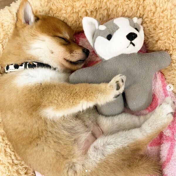 おもちゃを抱えて眠るてんちゃん