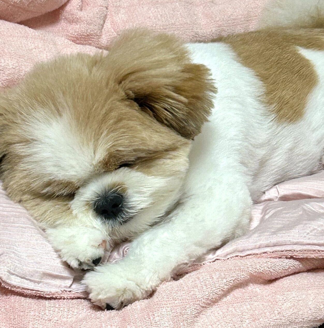 スヤスヤ眠る琥珀くん