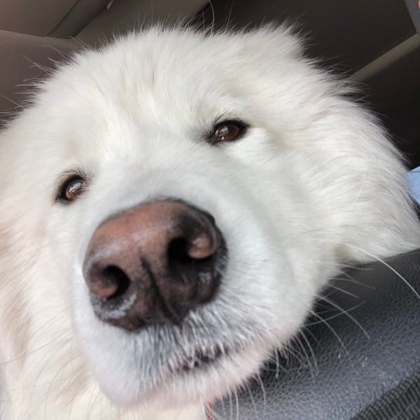 眠そうなサモくん