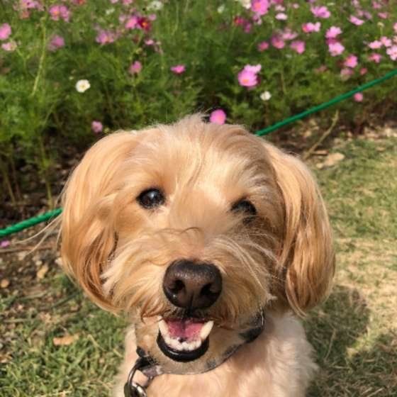 お散歩をする犬