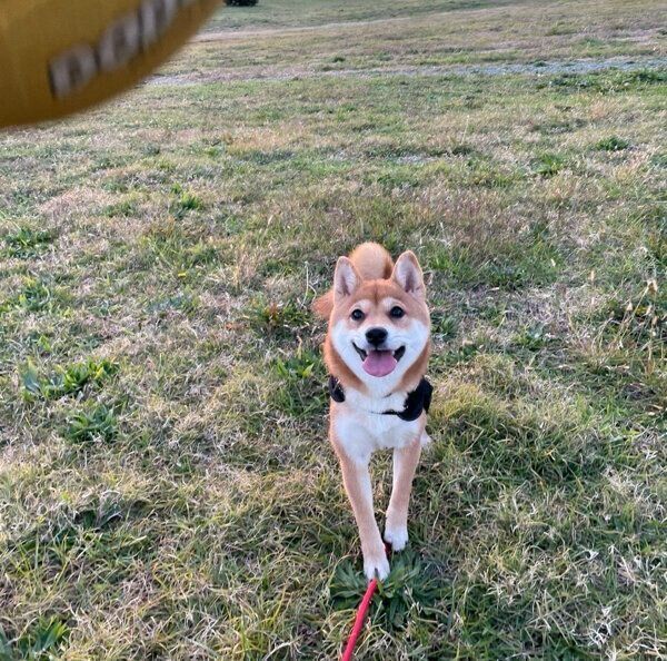 ボール遊びをするもみじちゃん