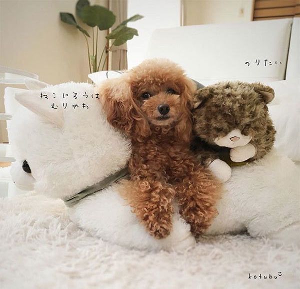 ぬいぐるみとトイ・プードル