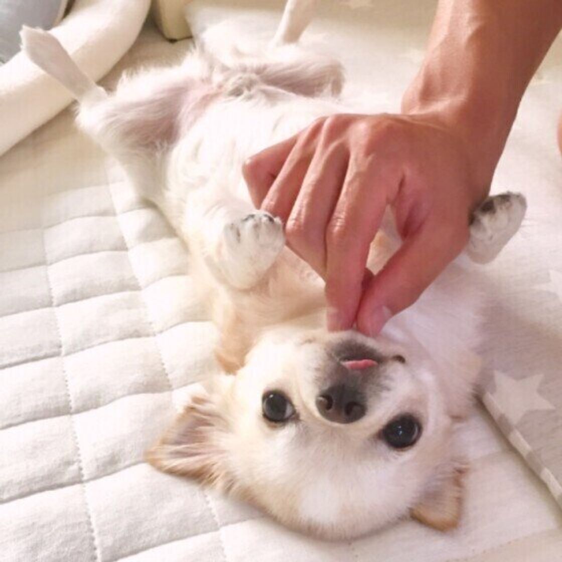 愛犬を モフモフ したい方へ 犬が喜ぶスキンシップの極意 いぬのきもちweb Magazine 愛犬を モフモフ したい方へ 犬が喜ぶスキンシップの極意 いぬのきもちweb Magazine