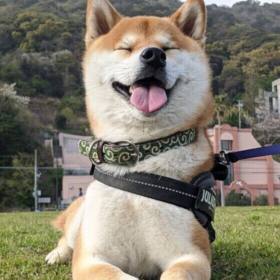 足音で帰宅を察知できる 犬が飼い主さんを見つけられるのはなぜ いぬのきもちweb Magazine 足音で帰宅を察知できる 犬が飼い主さんを見つけられるのはなぜ いぬのきもちweb Magazine