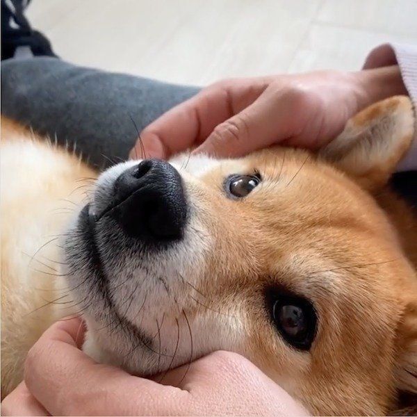 ご満悦な様子の花子ちゃん