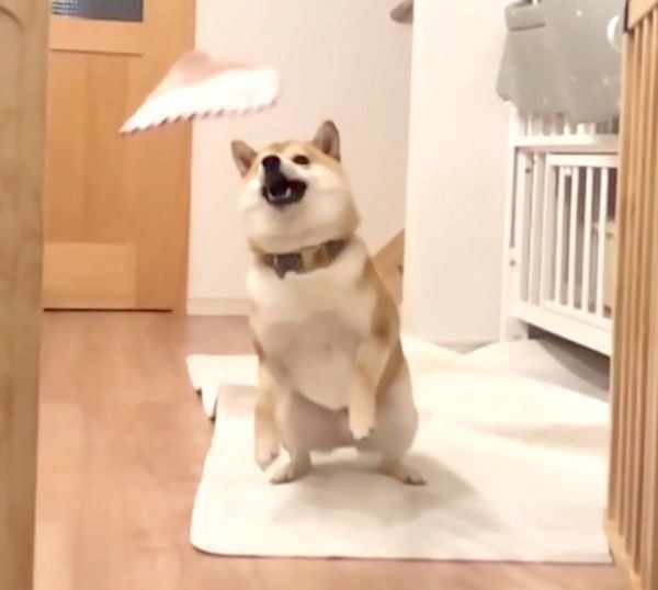 おもちゃ目がけてジャンプするこてつくん