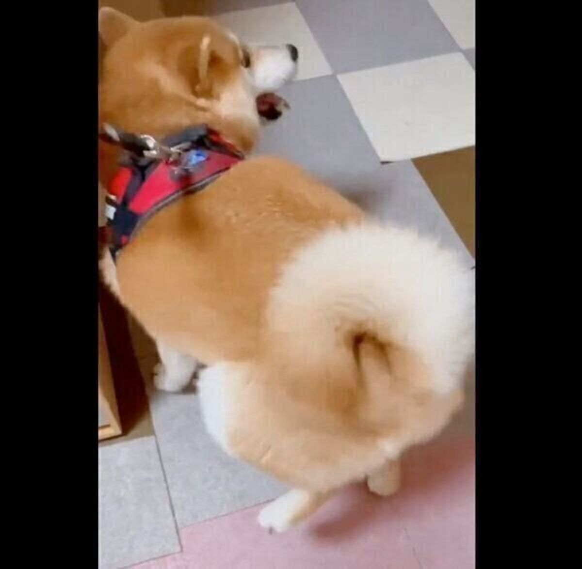 愛犬のために 新たな散歩コース を開拓したら ルンルン足踏み やっぱり嬉しいの 獣医師解説 いぬのきもちweb Magazine 愛犬のために 新たな散歩コース を開拓したら ルンルン足踏み やっぱり嬉しいの 獣医師解説 いぬのきもちweb Magazine