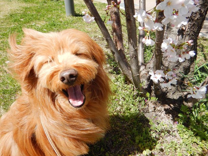 連載「こぐま犬てんすけ」