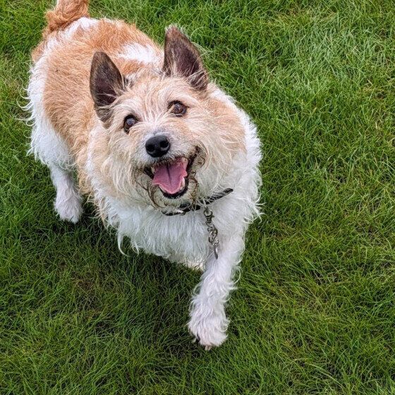 ジャック・ラッセル・テリアのタチくん♪