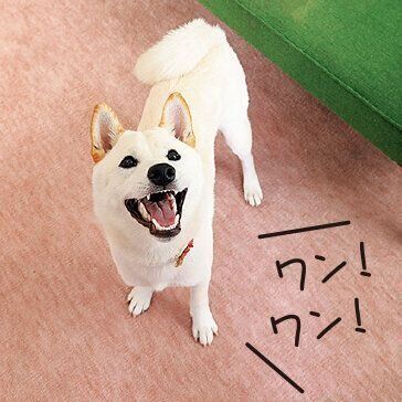 すぐに吠えやむならOK