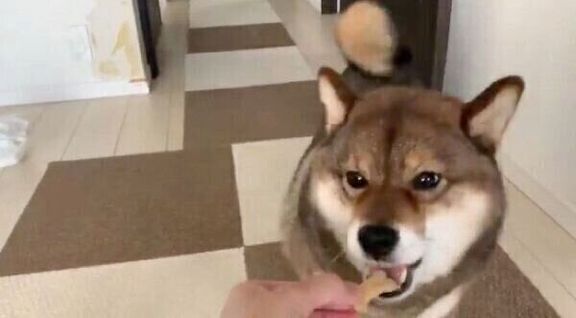 おやつを食べる花ちゃん