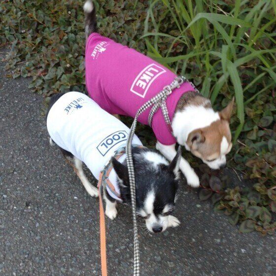 お散歩するチワワ