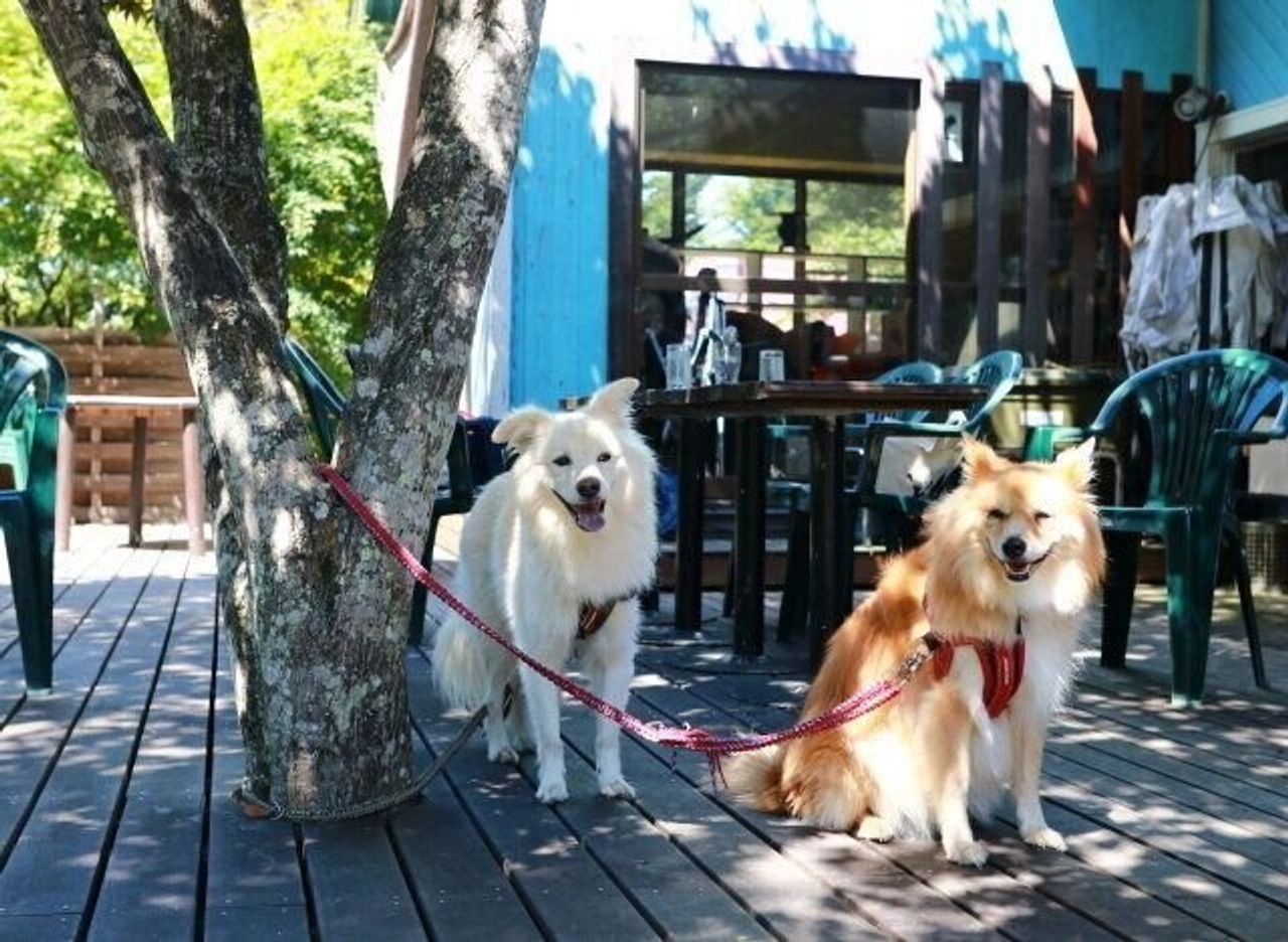 水を極度に嫌がる犬 穴澤賢の犬のはなし いぬのきもちweb Magazine 水を極度に嫌がる犬 穴澤賢の犬のはなし いぬのきもちweb Magazine