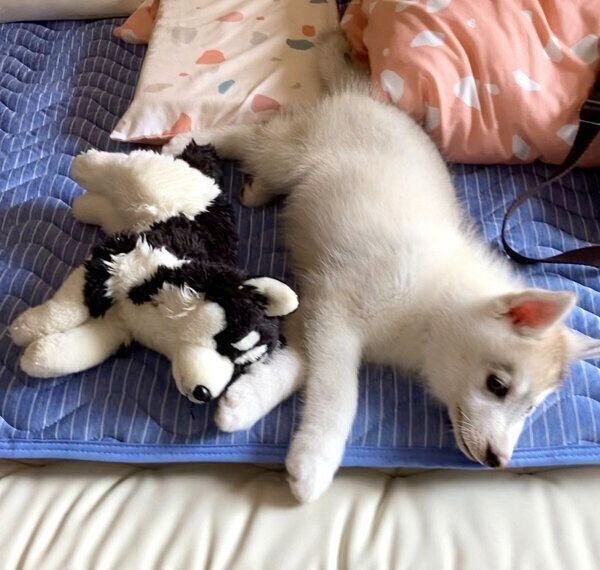 寝転がるクレアちゃん