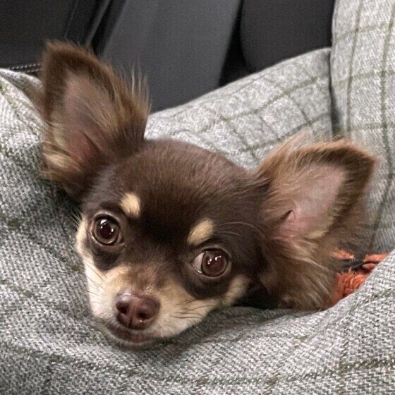 見つめるチワワ