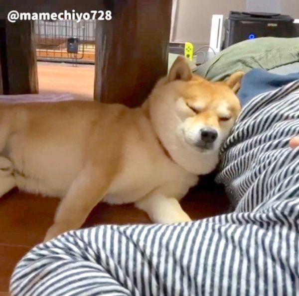 添い寝してパパさんを癒す豆千代くん