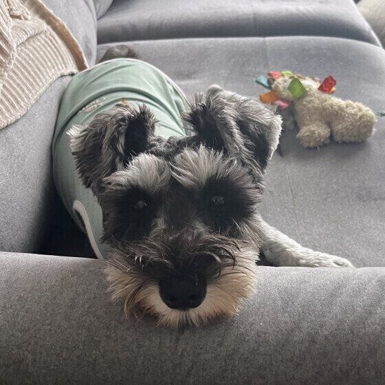 ソファにあごのせするミニチュア・シュナウザー