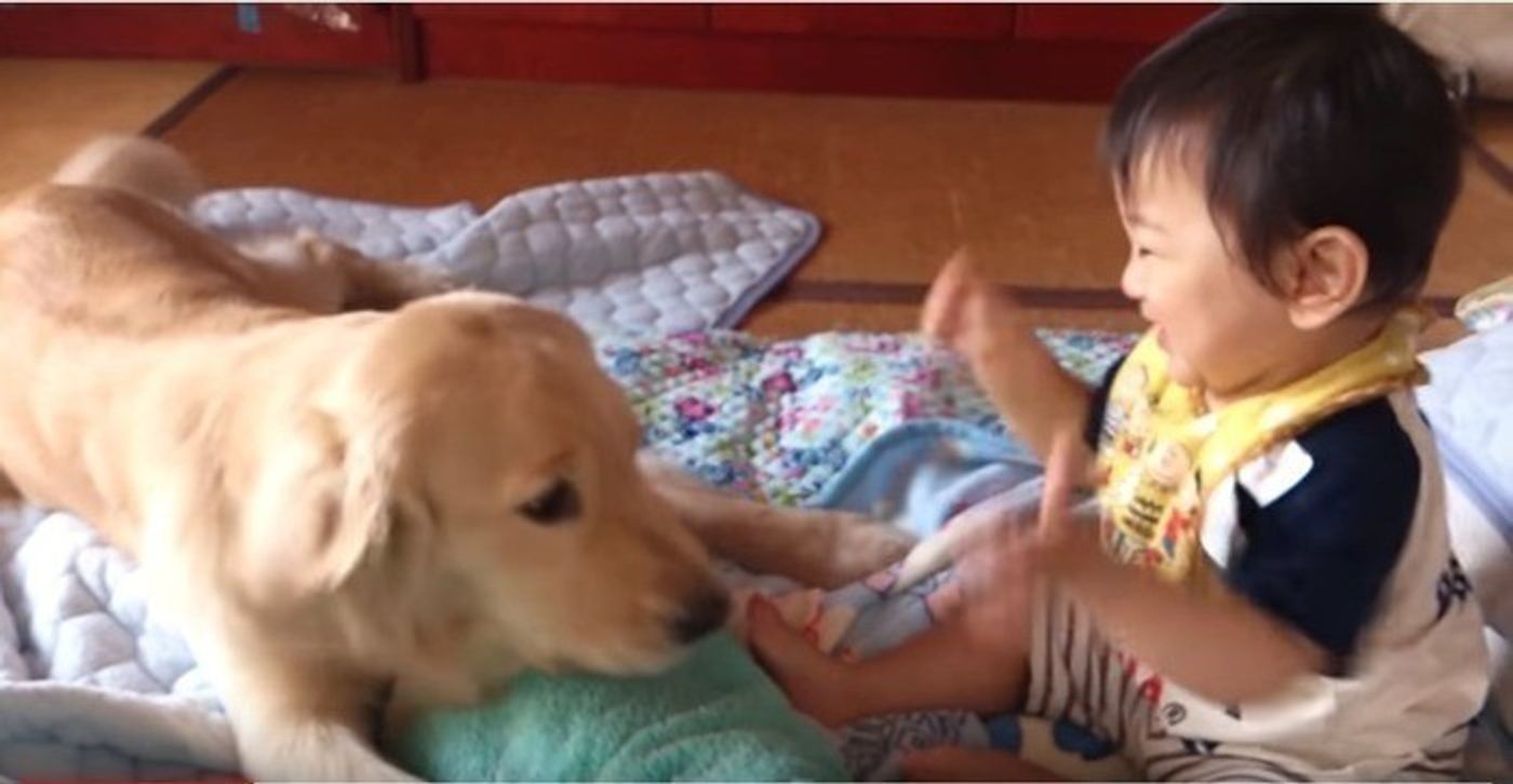 笑わせ上手なベビーシッター犬 赤ちゃんをあやすワンコ ふたりの関係性にキュン いぬのきもちweb Magazine 笑わせ上手なベビーシッター犬 赤ちゃんをあやすワンコ ふたりの関係性にキュン いぬのきもちweb Magazine